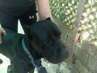 2 aylık yavru köpekler