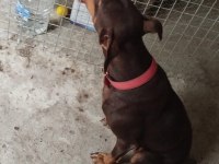 Kızıl doberman 2 yaşında dişi