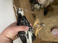 Tavuk dünyası