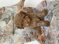 Sevgi dolu poodle köpeğimize yeni yuva arıyoruz