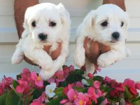 Maltese Terrier Yavrusu Tüm İllere Sorunsuz Gönderim 