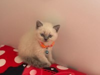 Beyaz güzellik kedimiz