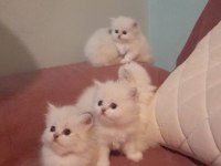 Orjinal british longhair erkek yavru iki aylık Antalya