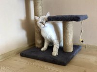 Ücretsiz Sahiplendirme British Shorthair