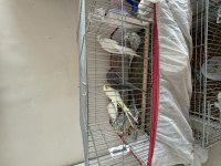Albino Wifi lutino sultan papağanı