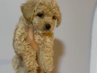 İki Aylık Erkek Maltipoo Yavrular