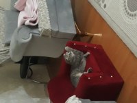 British Shorthair Leydi için yuva arıyoruz