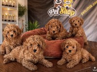 shoooowwww kalite toy poodle yavrular ankara mağazamızda