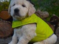 Golden Retriever Adrese Teslim Hizmetimiz Vardır