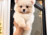 OYUNCAK GİBİ POMERANİAN BOO