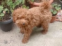 İzmir den Yavru Toy Poodle