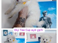 Sevin pomeranian sizin aile dostunuz olabilir