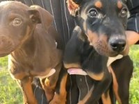 Estetikli şecereli king doberman