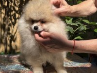A Kalite Erkek Pomeranian Boo