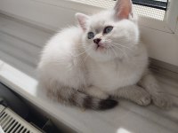 A kalite British Shorthair Dişi Yavru