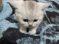 MİNNOŞLAR SCOTTİSH STRAİGHT
