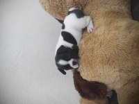 2 yavru French bulldog