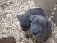 Dev adayı Irk ve sağlık garantili cane corso bebeklerimiz