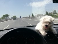 Sıfır boy maltese terrier