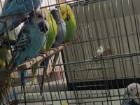 Show jumbo muhabbet kuşu