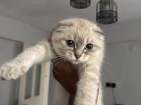 Scottish fold yavrular ırk sağlık garantili