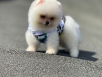 Gülen surat Pomerian booo bebekler