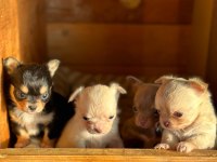 Chihuahua köpekler