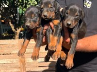 Doberman Dişi Erkek Bebekler