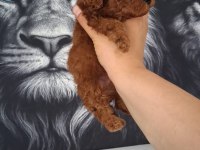 Toy poodle yavruları