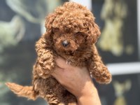 Yasal ruhsatlı çiftlikde ziyarete açık maltipoo