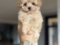 Dizayn Irk Maltıpoo yavrularımız