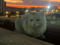 KEDİMİZ ZEYNEP İÇİN YENİ BİR EV