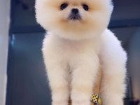 Pomeranian Boo Köpeğimiz