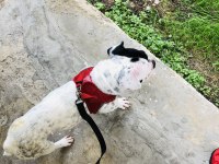 1 yasında french bulldog kızıma yavru arıyoruz