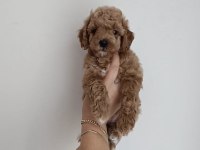 Orjinal kendi köpeğimin yavruları