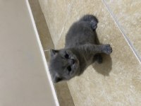 British shorthair miniklerimi güzel bir yuva arıyorum