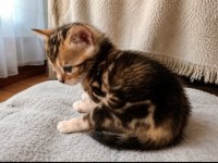 Marble bengal kedisi erken rezerve fırsatı