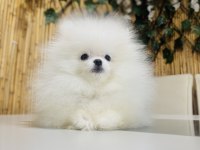 Üst kalite pomeranian