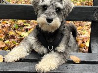 AŞILI SAĞLIK GARANTİLİ SCHNAUZER BEBEĞİMİZ