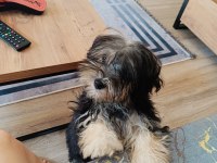 Terrier yorkshire yuva ariyor