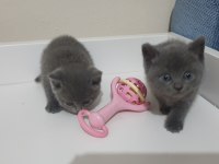British shorthair ve Scottish fold Yavrular