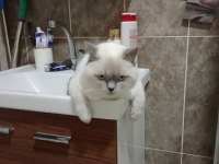 2 YAŞINDA ERKEK BLUE POİNT KEDİMİZ