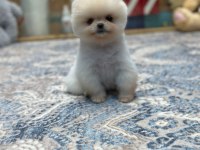 White Pomeranian Boo Yavrularımız