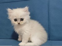 British longhair Silver ve golden yavrular