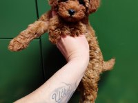 KIVIRCIK POODLE PRENSES