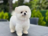 Pomeranian boo