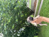 Pug Mops Yavrular