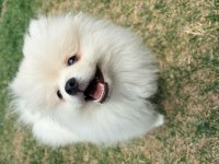 Dişi 6 aylık aşıları tam pomeranian