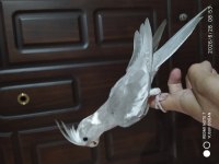 Yemeği yeni düşmüş 2 adet sultan papağanı