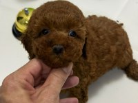 Tuvalet Eğitimli Kilo Garantili Toy Poodle Yavrularım